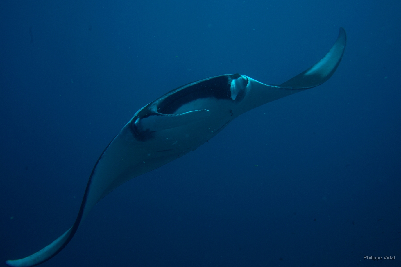 Birmanie - Mergui - 2018 - DSC02829 - Oceanic Manta Ray - Raie Manta Oceanique - Manta Biostris.JPG